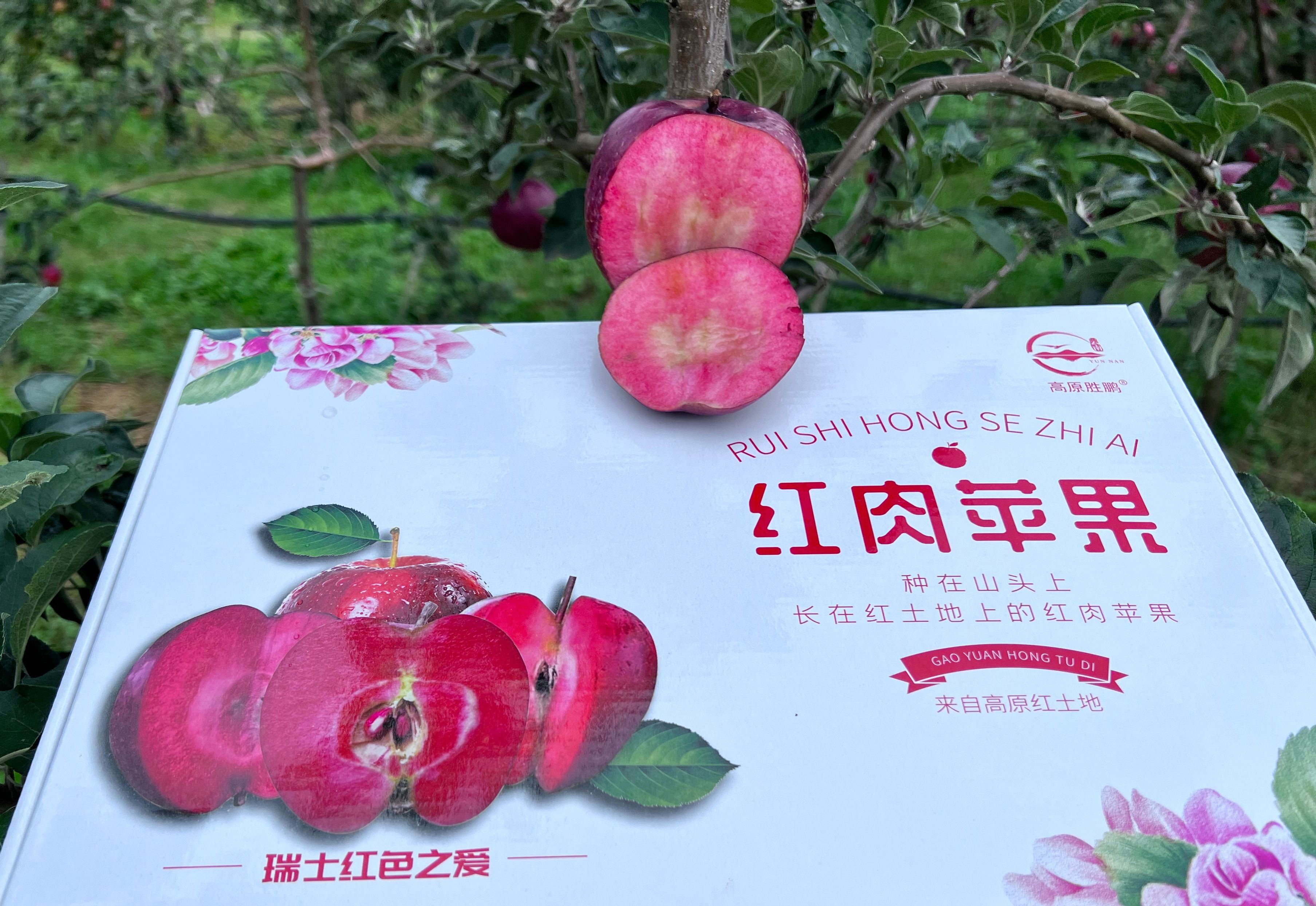 红心苹果红肉苹果花青素高是蓝莓的5倍批发