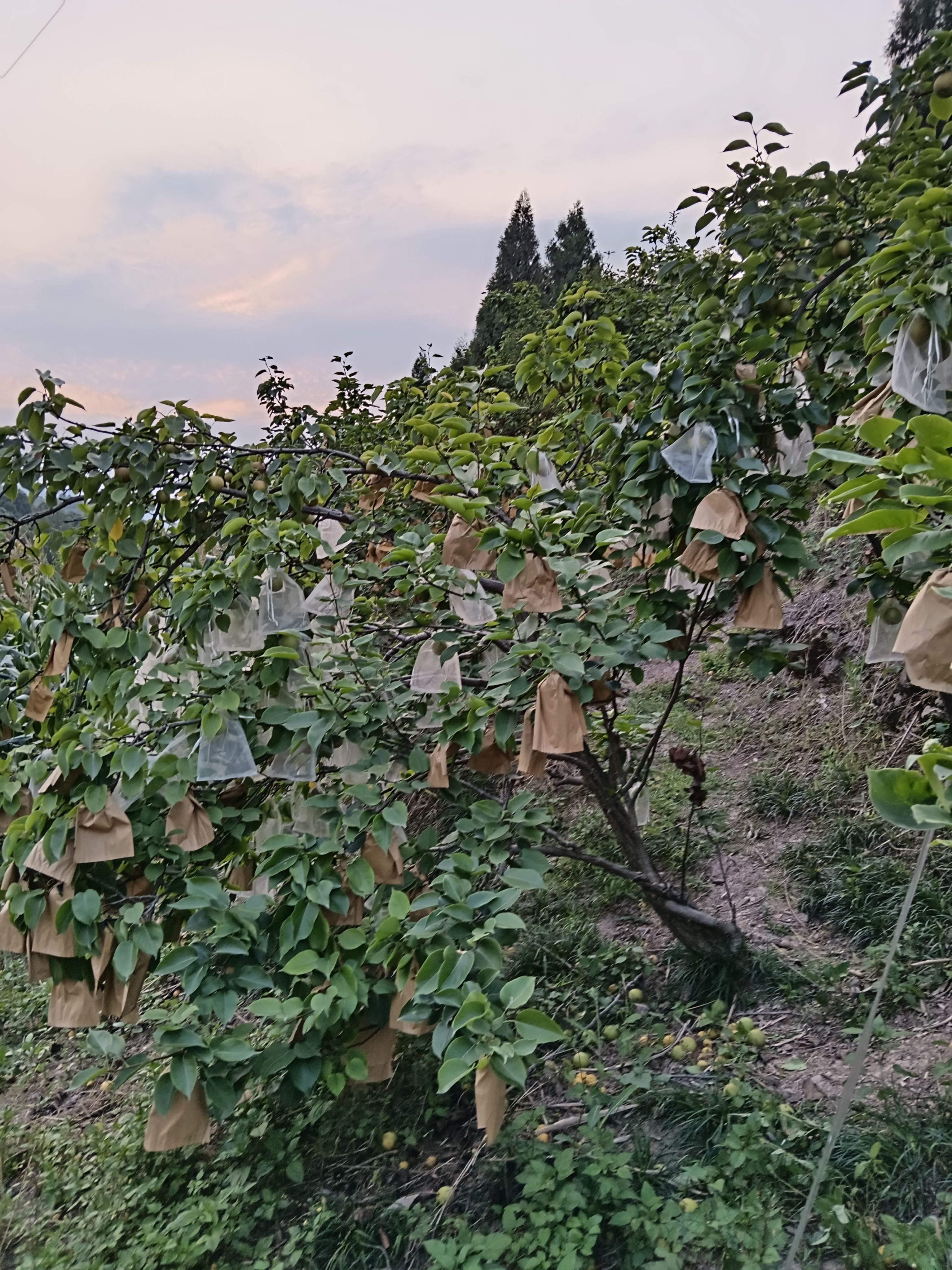 四川宜宾叙州区蕨溪七里坪套袋黄花梨 黄金梨 口感酥脆香甜