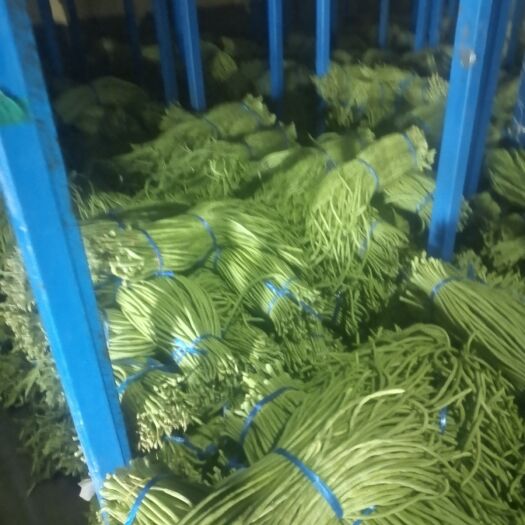 开封精品豆角长豆角，长豇豆