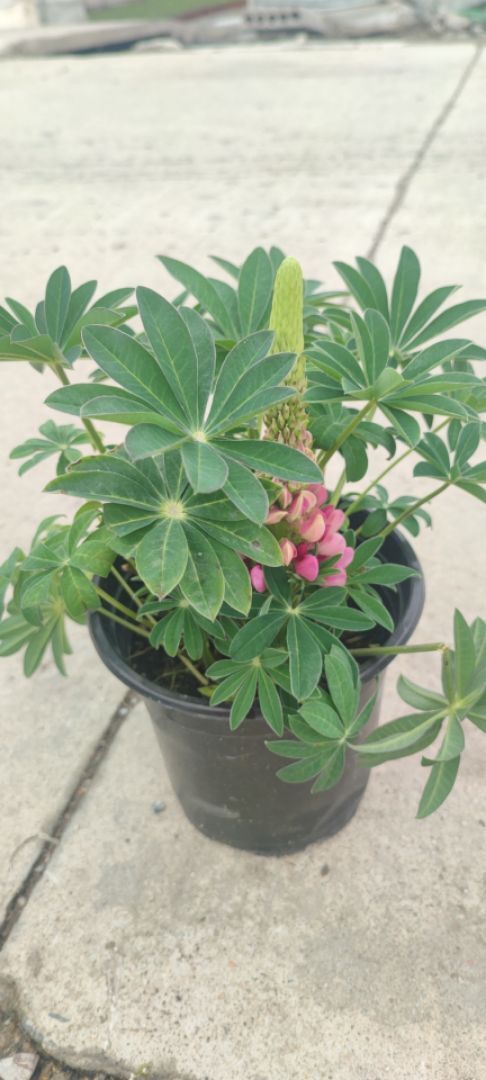 嘉善县鲁冰花羽扇豆草花绿化工程景观园林花镜