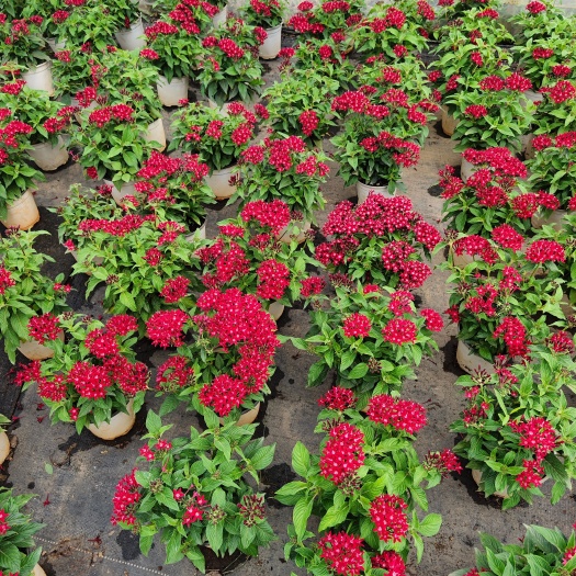 宜良县五星花（茑萝）（繁星花）