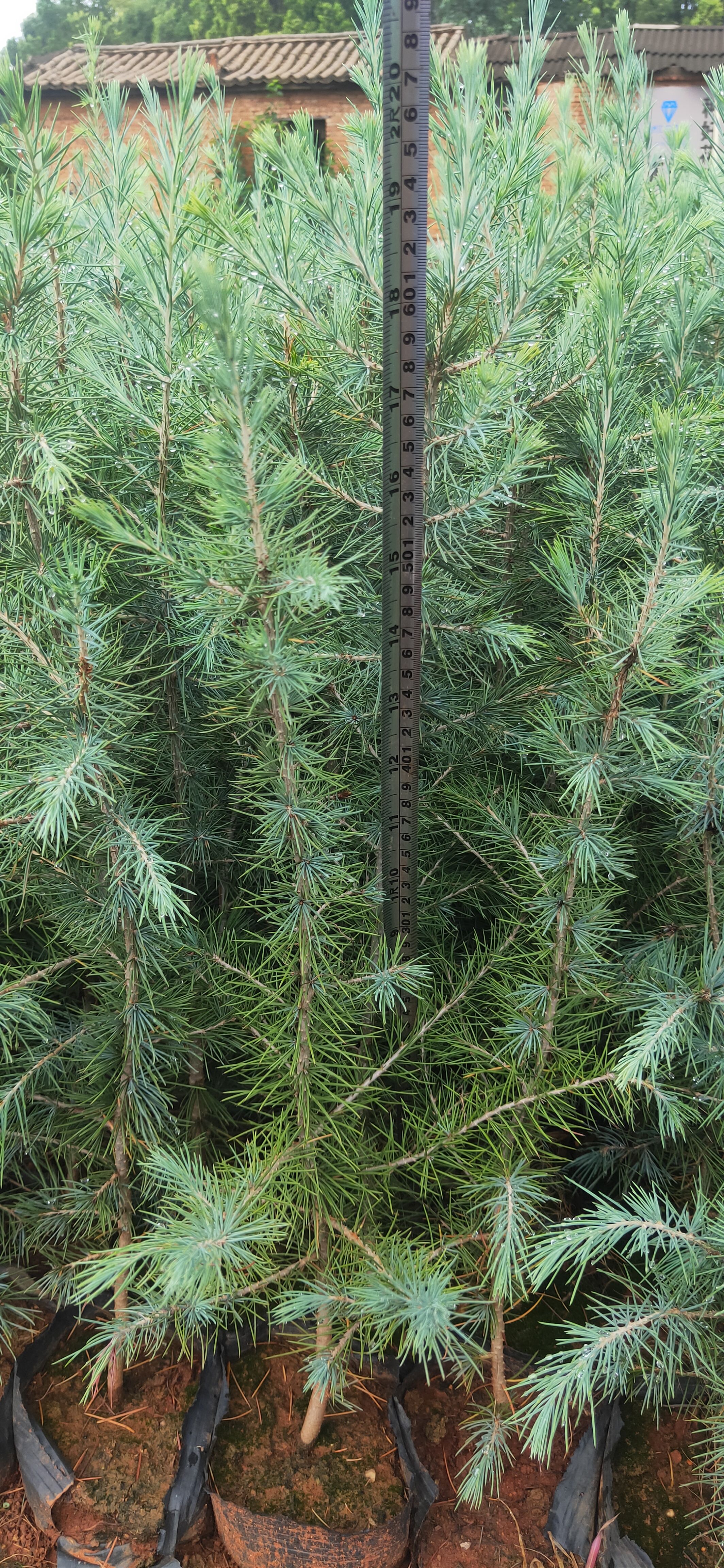雪松  雪松各种规格  雪松种植销售