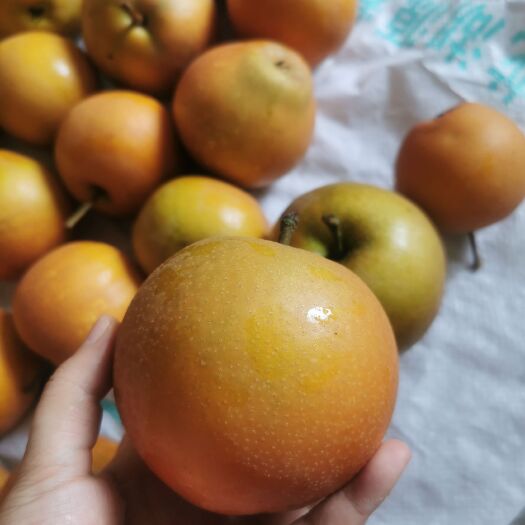 重庆市黄花梨