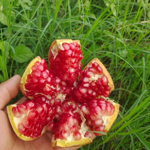 会东县自家种植的正宗突尼斯软籽石榴