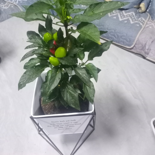 费县盆栽七彩辣椒原盆，加仑盆，工艺铁盆