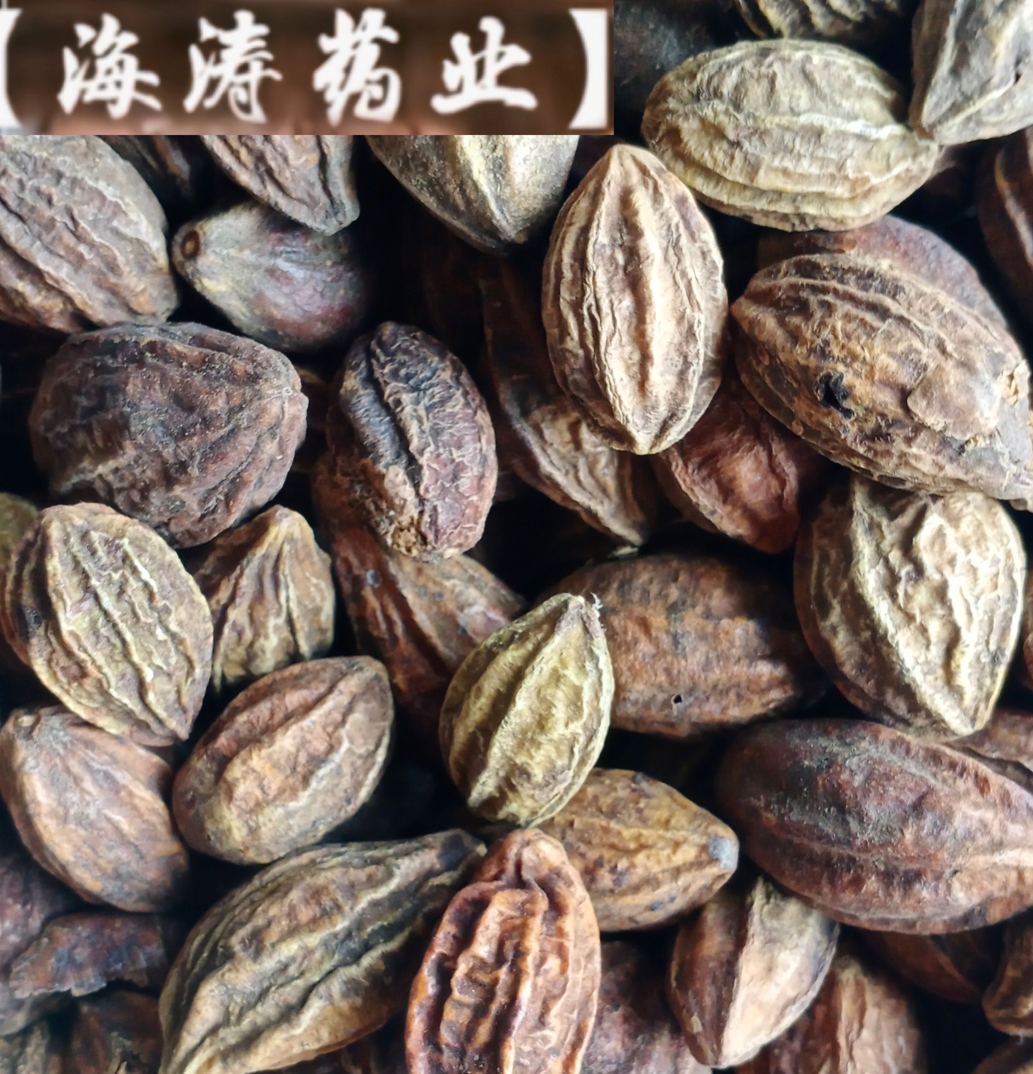 【柯子】产地广西实物拍摄一手货源大货供应规格齐全量大优惠。