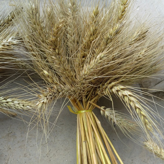 黑麦种子