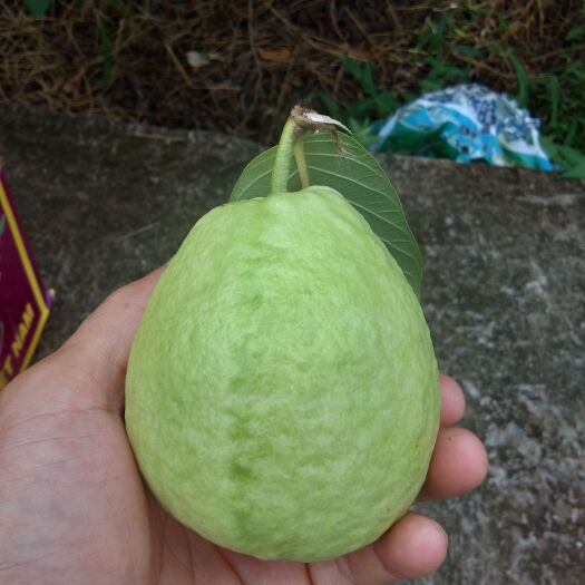 元江县套袋番石榴，亚热带哀牢山雨林，露天种植，口感自然脆甜。
