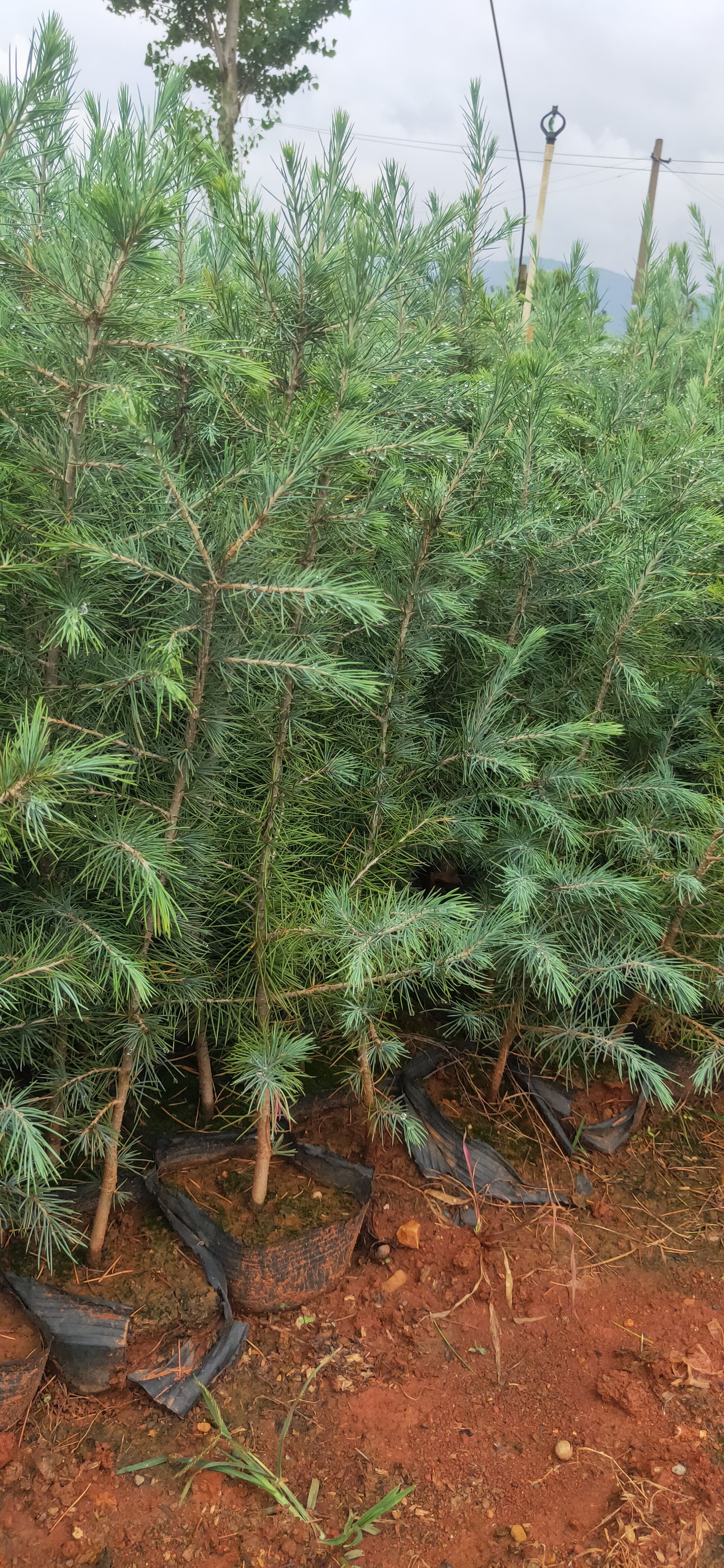 雪松  雪松各种规格  雪松种植销售