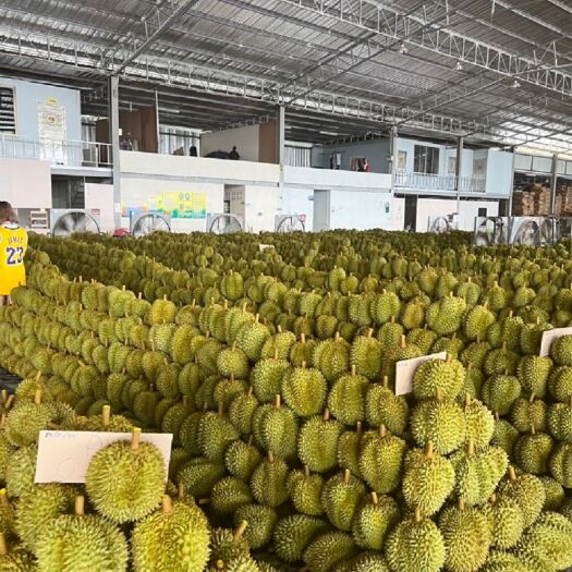 广州《鲜果批发》泰国金枕榴莲常年供应品质有保障