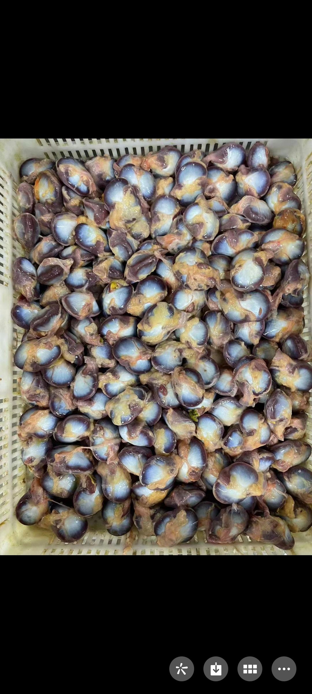 毛鸭胗