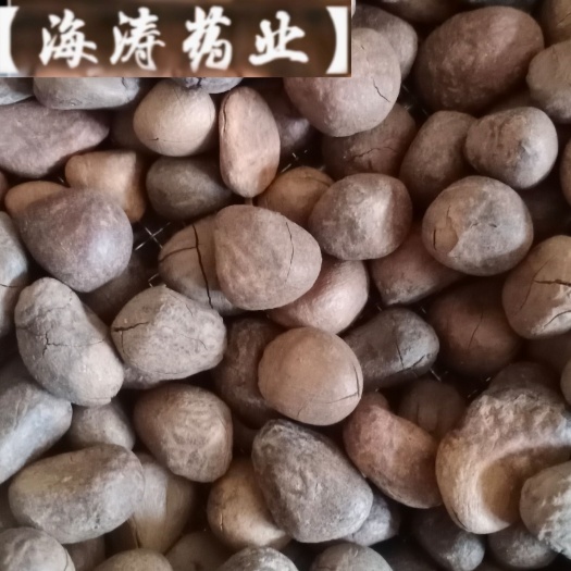 【大枫子】海涛药业中药材批发产地广西实物拍摄一手货源道地药材