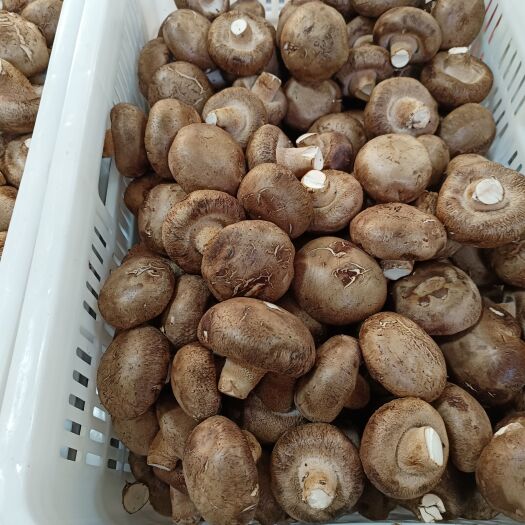 各等级香菇，工厂货源长期稳定