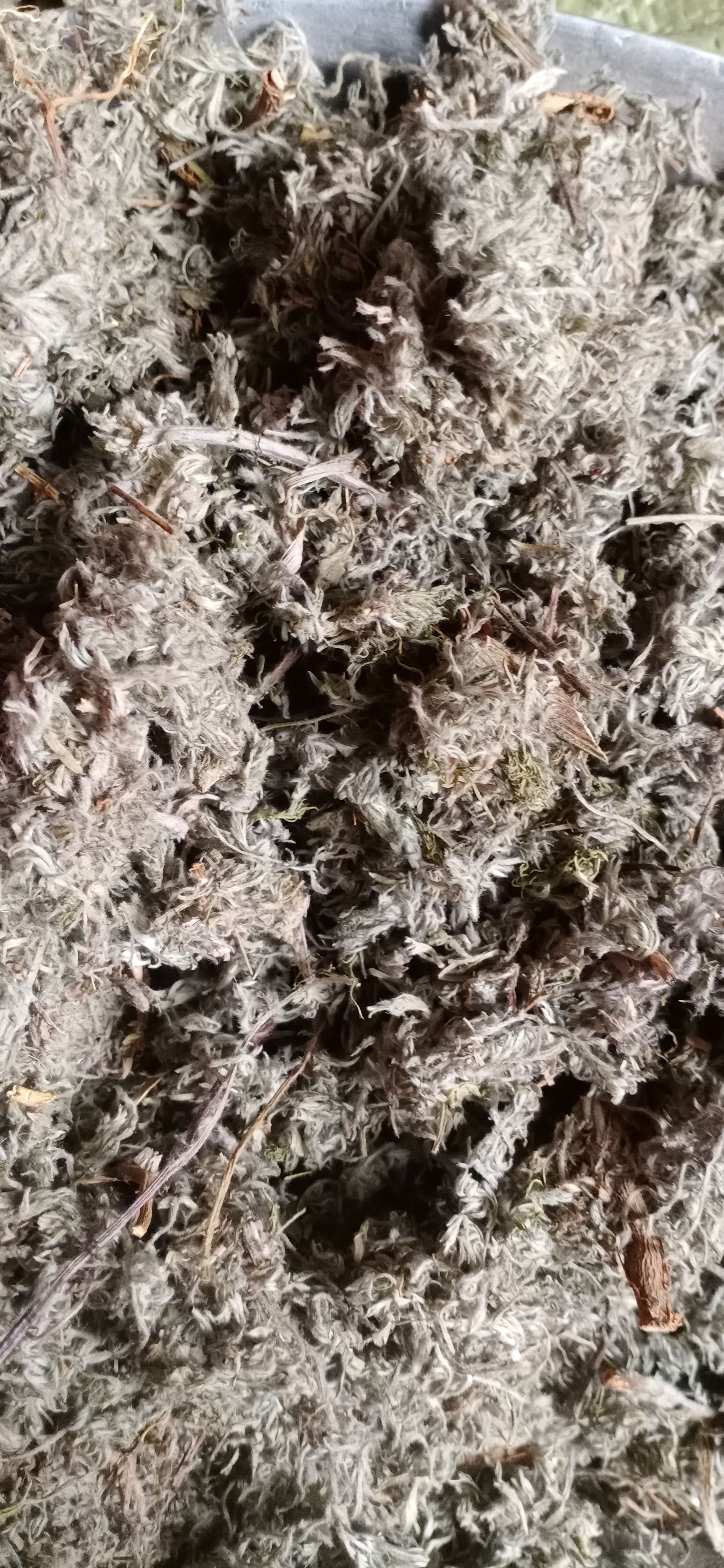【菌陈】产地山西实物拍摄一手货源大货供应规格齐全量大优惠。