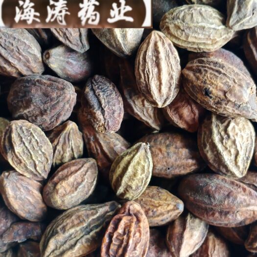 鄄城县【柯子】产地广西实物拍摄一手货源大货供应规格齐全量大优惠。