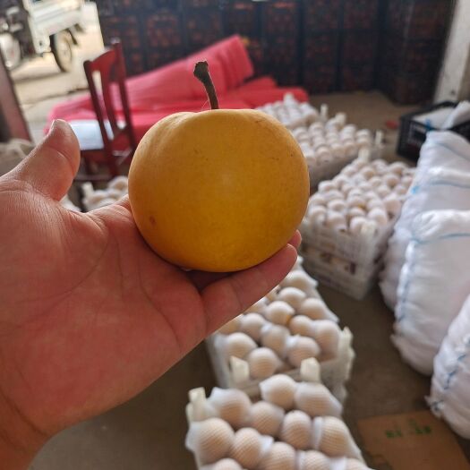 砀山县圆黄，大量现货，价格便宜，口感清甜