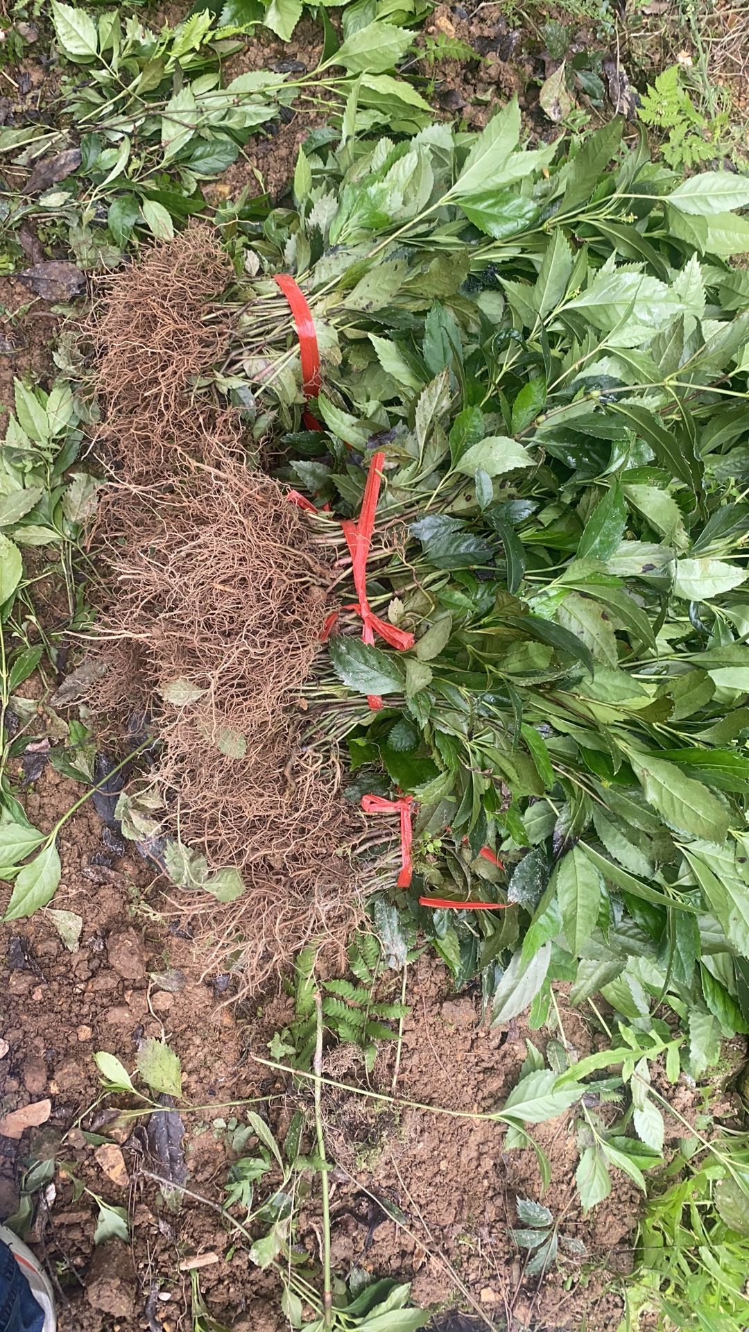 九节茶（草珊瑚）苗