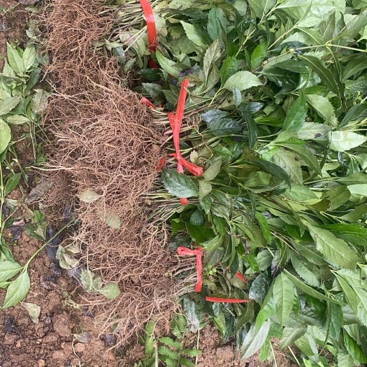 平乐县九节茶（草珊瑚）苗