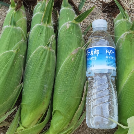 惠民縣預(yù)售水果玉米10畝