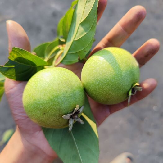 百色青皮山楂果，广西百色青皮山楂果