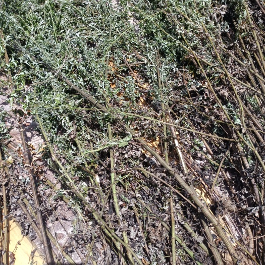 龙川县艾草