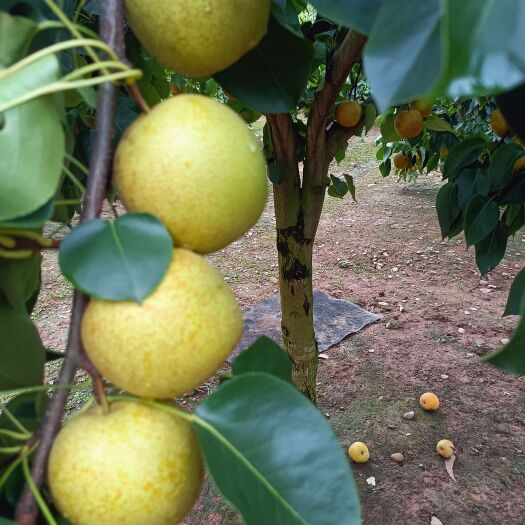 江永县桂花梨