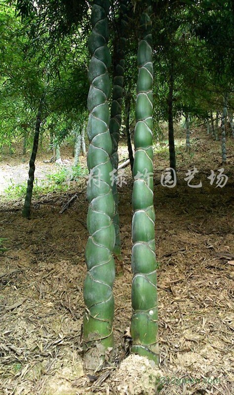 安吉县龟甲竹
