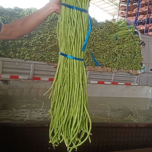 开封长豆角，豇豆种植基地，现已大量上市。产品条直、条长、条顺。