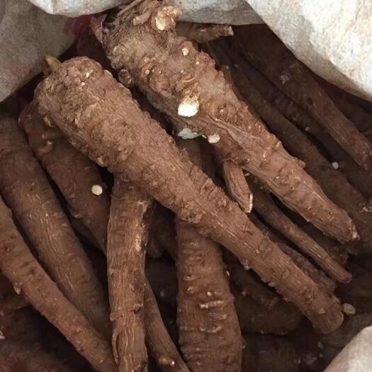 重庆市红皮白芷，养生，食材的关键