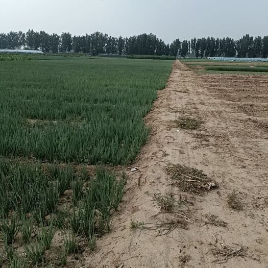 北京小香葱  无蓝粉小香葱