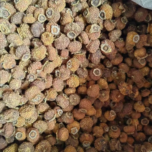 松桃县贵州刺梨果