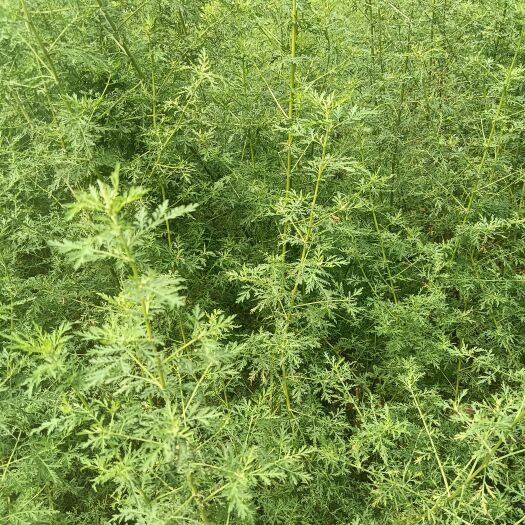 鹿寨县艾草批发晒干，不晒都有货