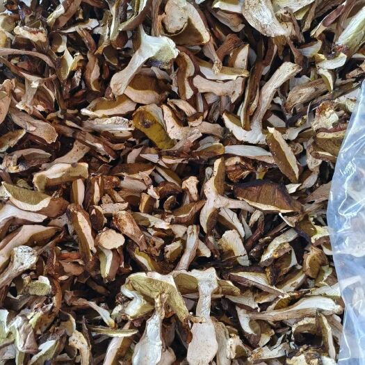 乌兰浩特牛肝菌