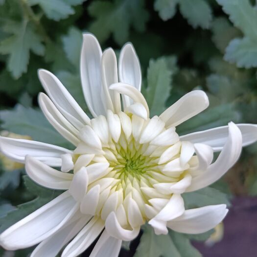 沭阳县黄白菊花