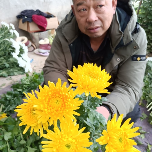 沭阳县白菊花黄菊花
