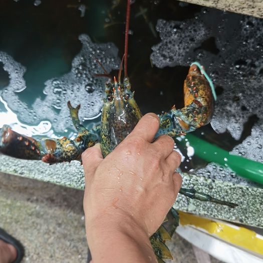 广州鲜活波士顿龙虾波龙加拿大波龙鲜活