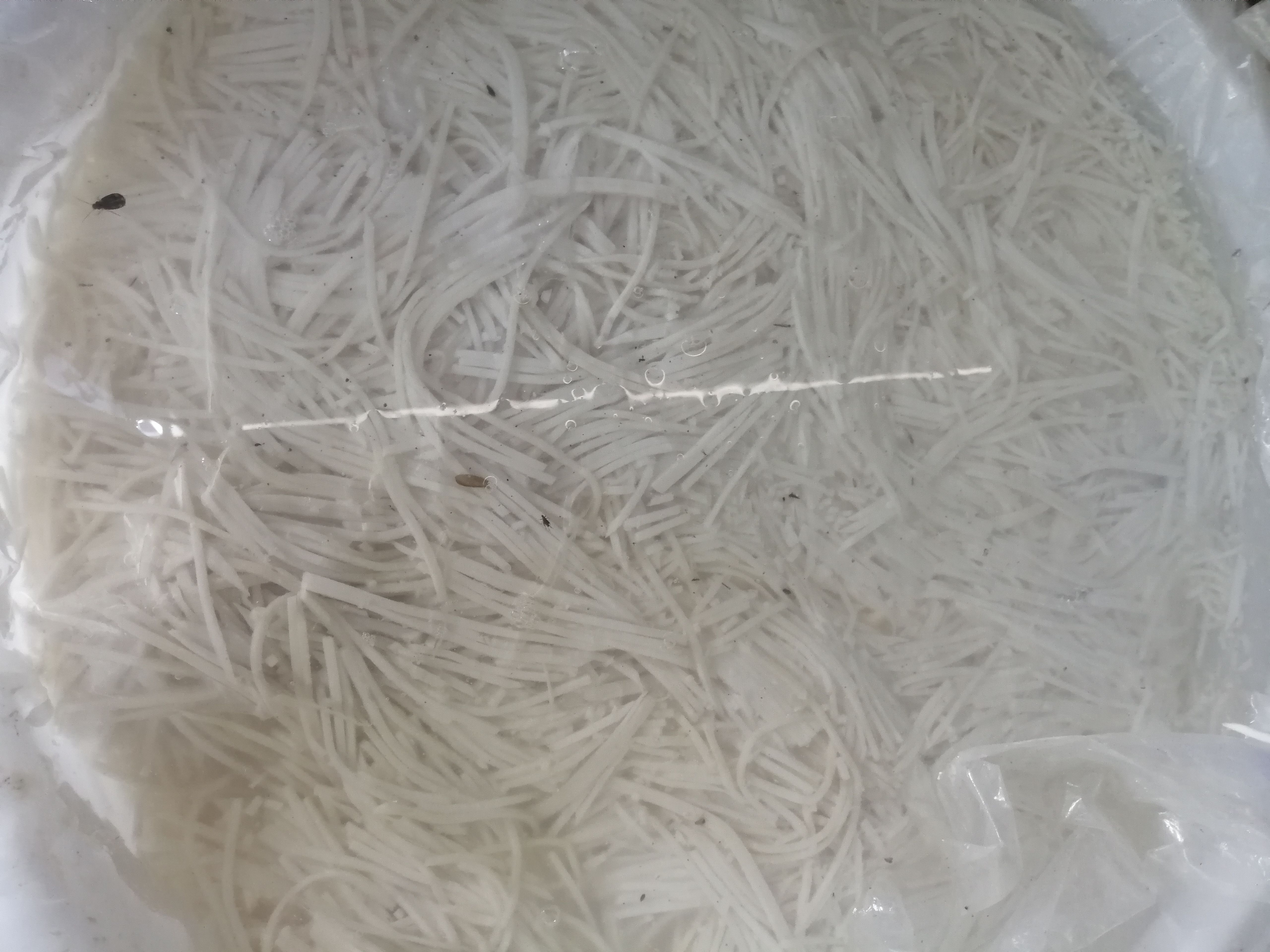 广西酸笋丝，笋片！配菜中的天花板，吃了还想要