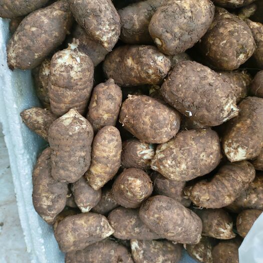 彝良县云南昭通小草坝白头天麻