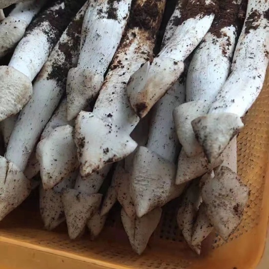 米易县鸡枞野生菌