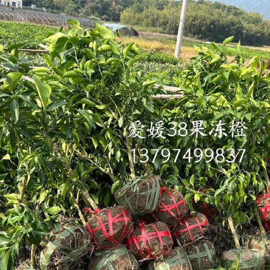 爱媛38果冻橙