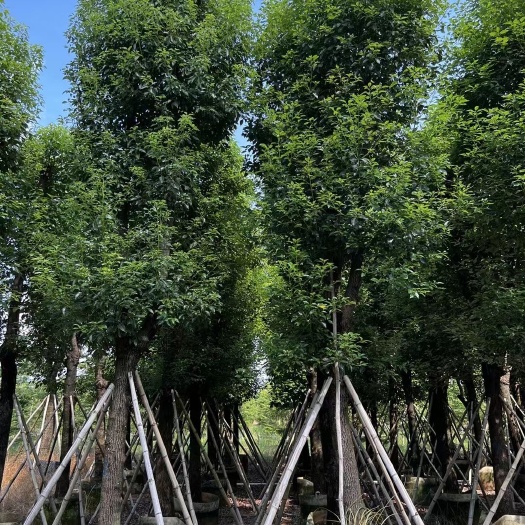 普宁市小叶樟