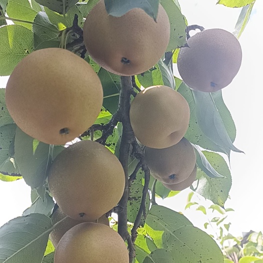 灌阳县口感好，个头大