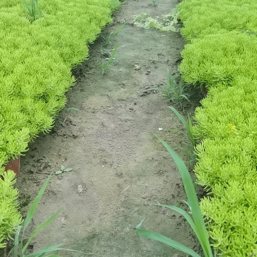 丹阳市草花 佛甲草