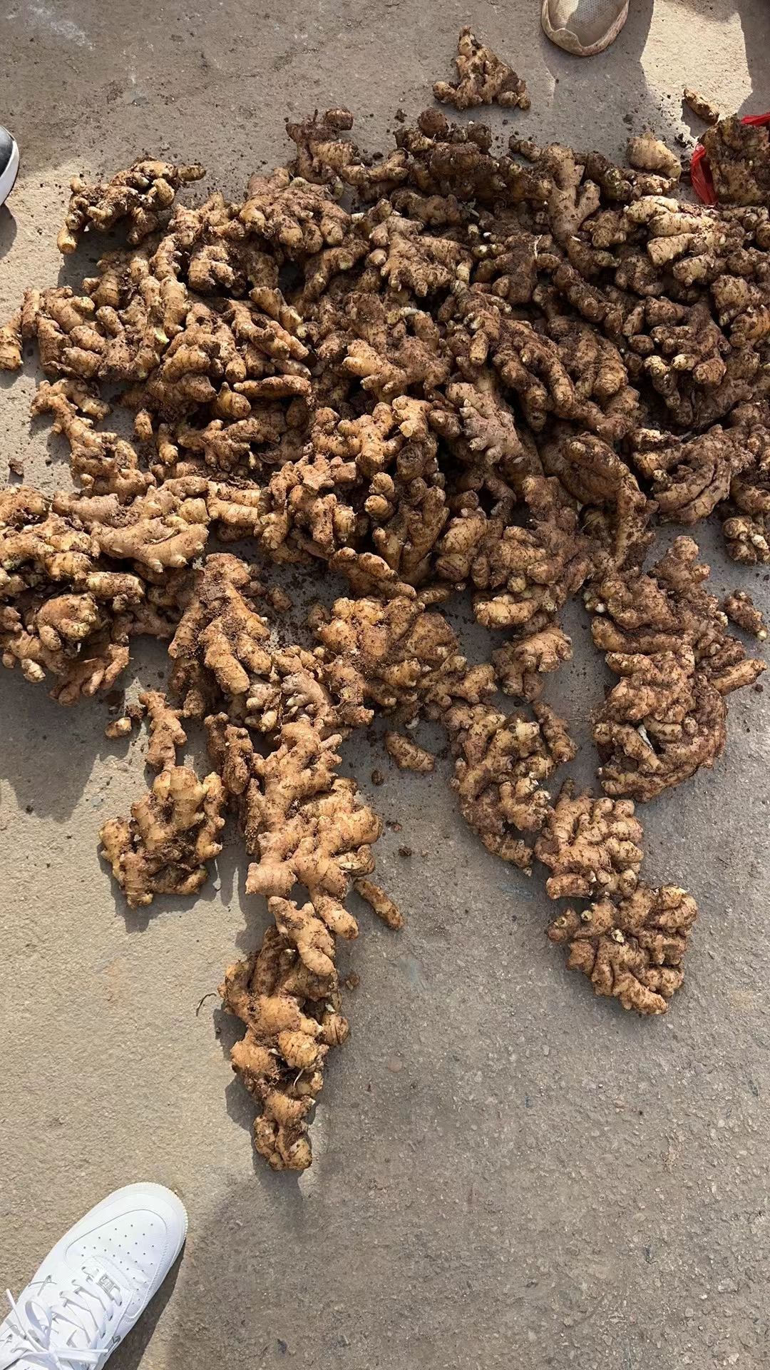 云南生姜小黄姜批发颜色靓黄心肉质一手货源全国发货质量保证