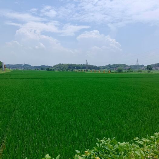 衡南县大量水稻田出租
