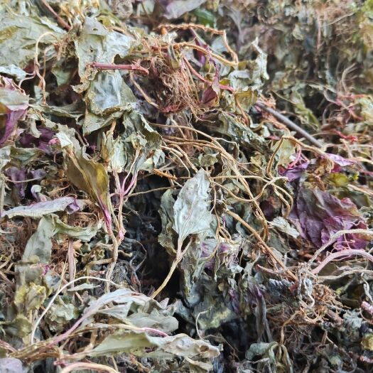 从江县风柜斗草