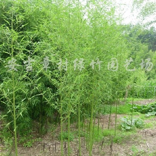 安吉县淡竹