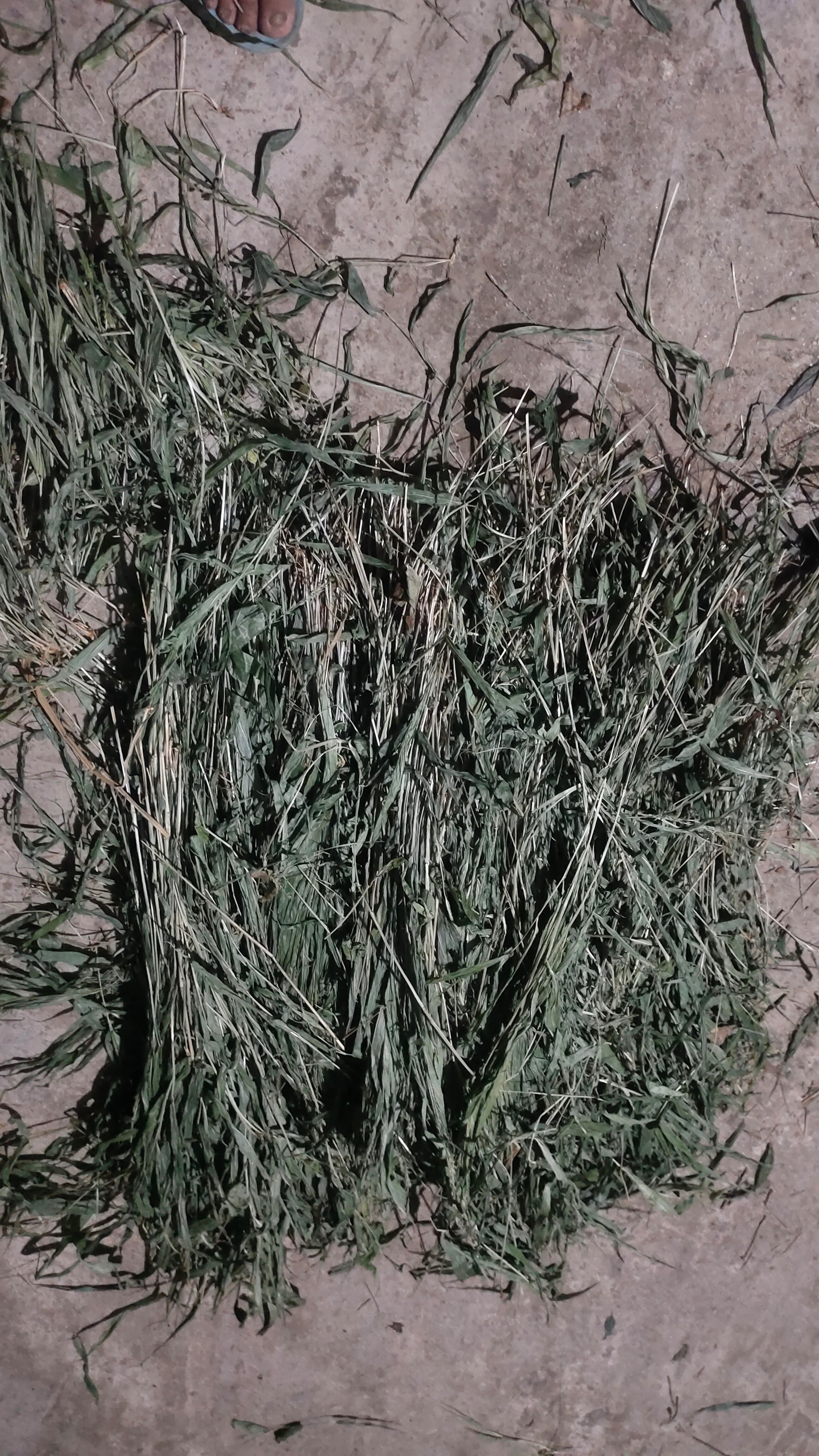 精选贵州无硫淡竹叶配凉茶原之一，清热解暑，