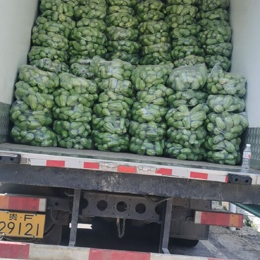 威宁县佛手瓜，天然绿色食品无公害