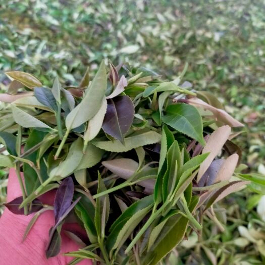 苍梧县六堡茶，夏茶开摘